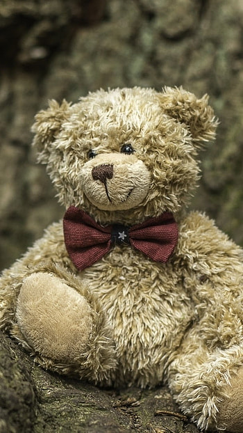 Cute Teddy Bear, Wooden, Background HD phone wallpaper