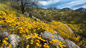 Catalina State Park north of Tucson, Arizona, hills, blossoms, landscape, sky, flowers, spring, rocks, usa, clouds HD wallpaper