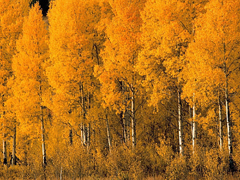 Nature, Trees, Autumn, Leaves, Birches, Bush, Crown, Crowns HD wallpaper