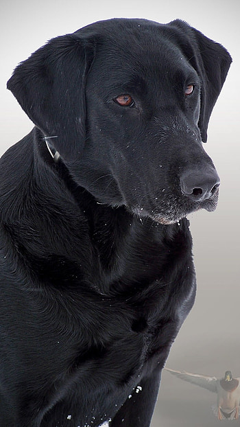 Black Dog, Black Breed HD phone wallpaper