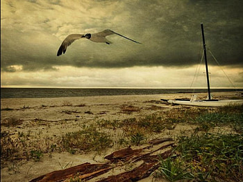 Away From The Storm, seagull, storm HD wallpaper