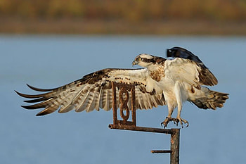 hawk, nature, wild, bird HD wallpaper