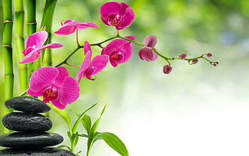 Relaxing spa, Flowers, Water, Reflection, Stones HD wallpaper