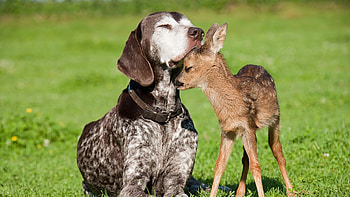Animals, Dogs, Deers HD wallpaper