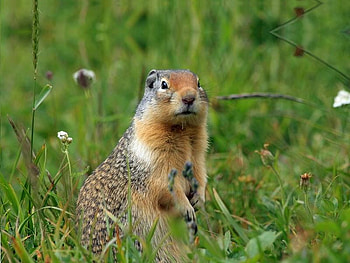 Glacier Ground Squirrel, grass, weed, ground, squirrel HD wallpaper