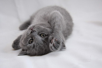 Playful gray cat, animal, kitten, cat, pet, playful HD wallpaper