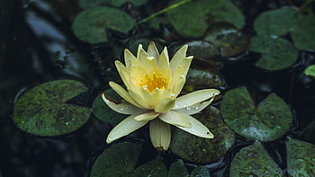Drops, yellow flower, water lily, bloom HD wallpaper