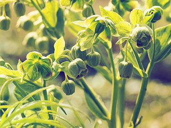 Flowers, Buds, Stems, Hellebore HD wallpaper