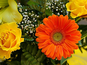 Colorful gerberas, garden, Yellow, Orange, green leaves HD wallpaper