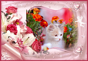 Sweet Kitten amoung the flowers, kitten, carnations, hearts, pink rose, Angle HD wallpaper