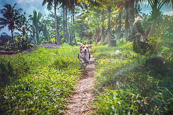 Animals, Grass, Dog, Path, Run, Running, Beagle HD wallpaper