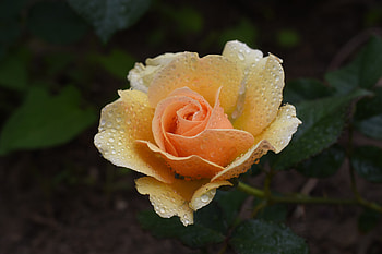Orange rose, bloom, drops HD wallpaper