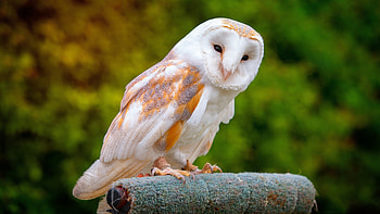 Barn owl, Owls HD wallpaper