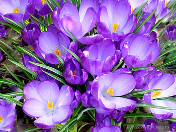 Spring flower, delicate, beautiful, spring, flower HD wallpaper