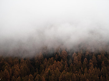 Nature, Trees, Forest, Fog, Fir, Spruce HD wallpaper