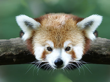 Animals, Branch, Red Panda, Little Panda, Small Panda HD wallpaper