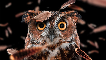 Curious Owl, owl, birds HD wallpaper