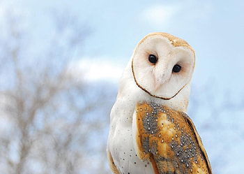 i,m looking at you, birds, turned, beautiful, head, owl HD wallpaper