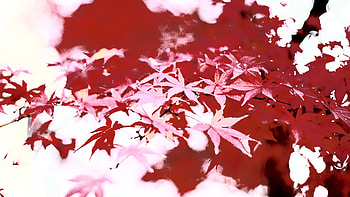2010 Autumn in NAIST HD wallpaper