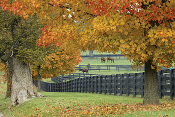 Lexington travels, Selfies with American Pharoah, Bourbon tasting, New Kentucky HD wallpaper
