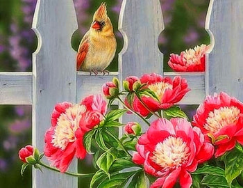 Picket Fence - Cardinal, birds, peonies, garden, paintings, spring, love four seasons, animals, fence, nature, flowers, cardinal HD wallpaper