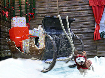 reindeer and sleigh, winter, dog, presents, reindeer, christmas HD wallpaper