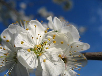 mai flower, trees, flowers HD wallpaper