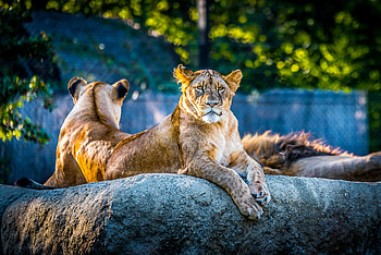Lionesse Lion Predator Wild Animal , lion, animals, zoo HD wallpaper