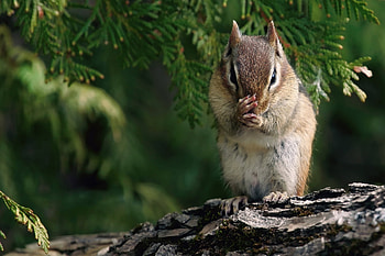 Animals, Sit, Branch, Bark, Chipmunk HD wallpaper