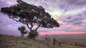 Expect safari Kenya HD wallpaper