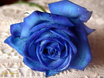 rose, nature HD wallpaper