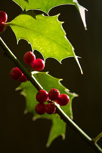 Nature, Leaves, Berries, Macro, Branch HD phone wallpaper