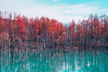 Autumn Lake Reflection Trees, autumn, lake, reflection, trees HD wallpaper