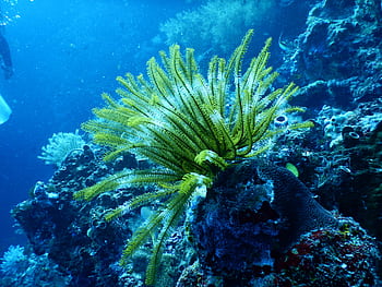 Explore a stunning underwater scene featuring a vibrant sea fan among coral reefs, showcasing marine biodiversity. HD wallpaper