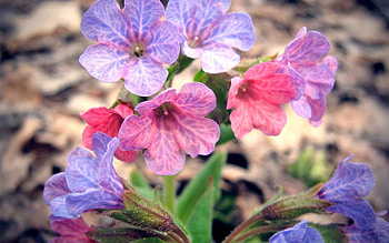 Flowers, Bright, Multicolored, Motley, Bouquet HD wallpaper