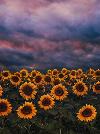 Sunflower farm, sunset, cloudy day HD phone wallpaper