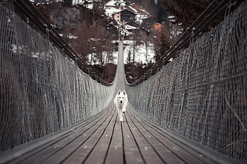 Dog Running Bridge , dog, animals HD wallpaper