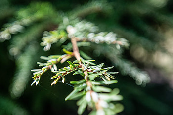 Eastern hemlock, Purdue Fort Wayne, Tree species, Natural beauty HD wallpaper