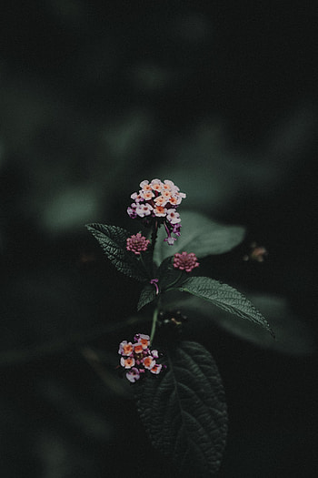 Flowers, Leaves, Bloom, Flowering, Inflorescences, Inflorescence, Vaulted Lantana, Lantana Vaulted HD phone wallpaper