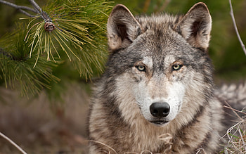 Animals, Wolfs HD wallpaper