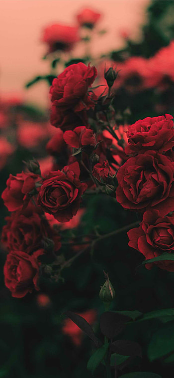 flowers , High-definition ry, Stunning visuals HD phone wallpaper