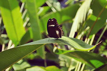 Macro, Close-Up, Insect, Butterfly, Leaflet HD wallpaper