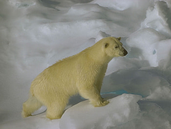 Ursus maritimus on sea ice, animal, bear, polar, ursus, arctic HD wallpaper