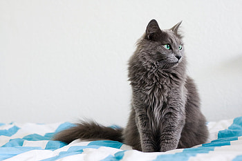 cute cat, cute, cat, lovely, nice HD wallpaper