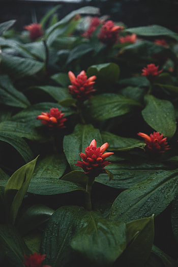 Plants, Flowers, Leaves, Wet HD phone wallpaper