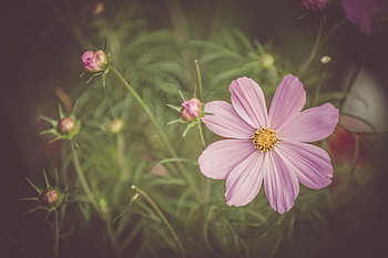 Flowers, Pink, Petals, Kosmeya, Cosmos, Wild Flower, Field Flower HD wallpaper