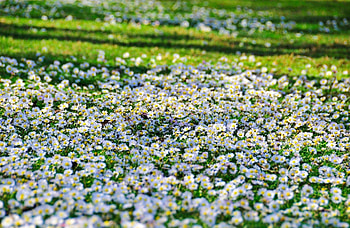 Flowers, Greens, Polyana, Glade, Daisies, Sunny, Sharpness HD wallpaper