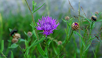 Kwiaty, Purpurowe, Paki, Polne HD wallpaper