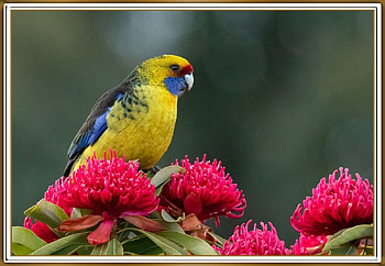 FRAMED BIRD., NATURE, , BIRD, FRAMED HD wallpaper