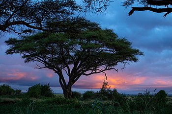 Amboseli sunrise, Kenya's acacia tree, Nature's spectacle, Captivating view HD wallpaper